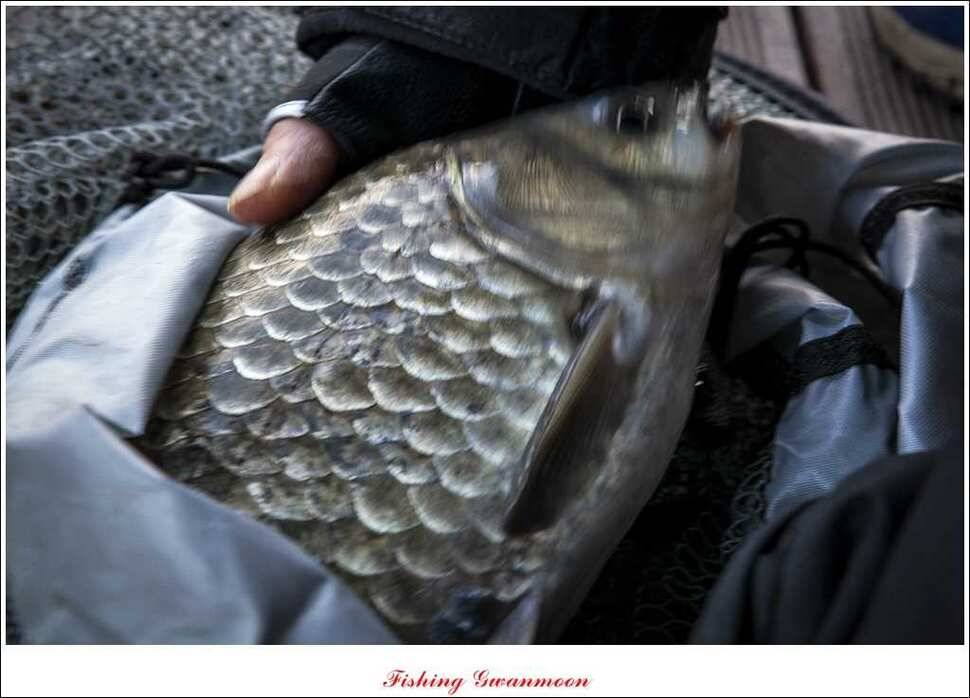 제일 43 cm 대물 (조황조행기 - 특파원조황)