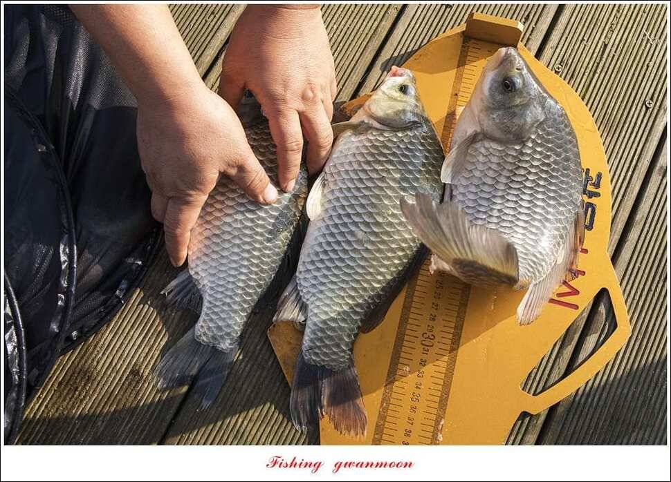 병호 44 cm38 cm솔 37 cm 외 마릿수 월척 조황 (조황조행기 - 특파원조황)