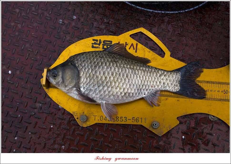 병호 45cm실리곡신리노지 월척 조황 (조황조행기 - 특파원조황)