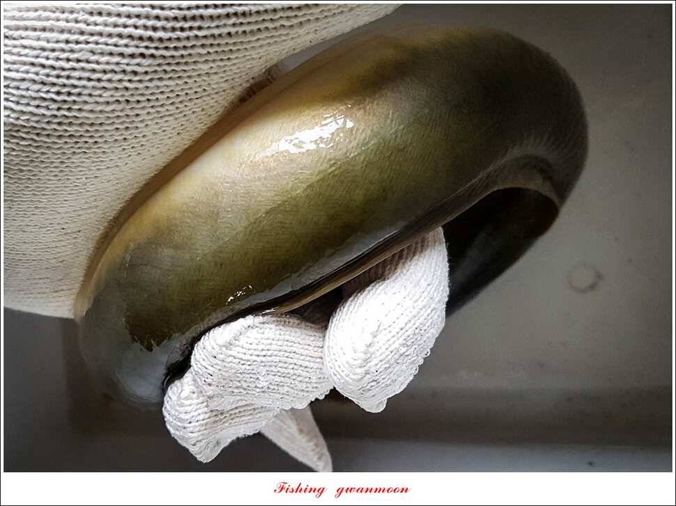 늘푸른한버들화곡지 조황 (조황조행기 - 특파원조황)