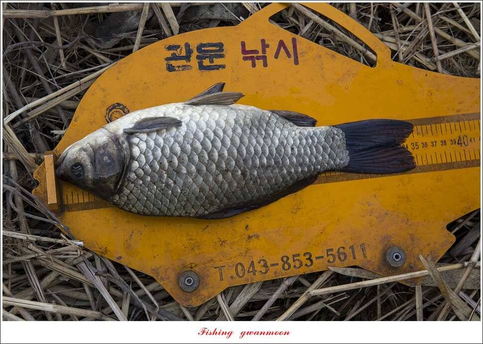 화곡지 사짜 및 마릿수 월척 조황 (조황조행기 - 특파원조황)