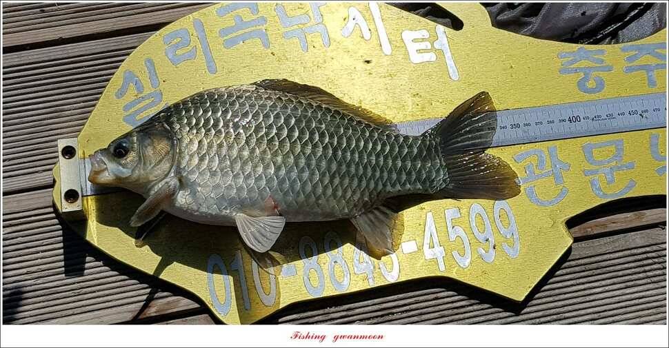 실리곡 낚시터 월척 조황 (조황조행기 - 특파원조황)