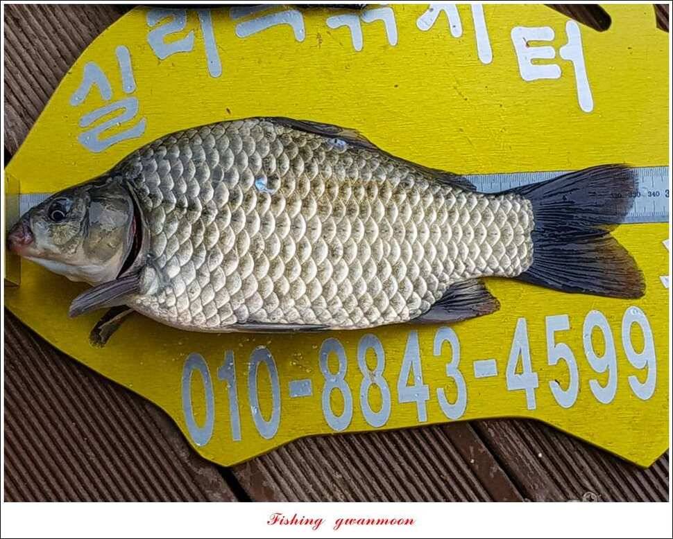 실리곡 낚시터 월척 및 마릿수 조황 (조황조행기 - 특파원조황)
