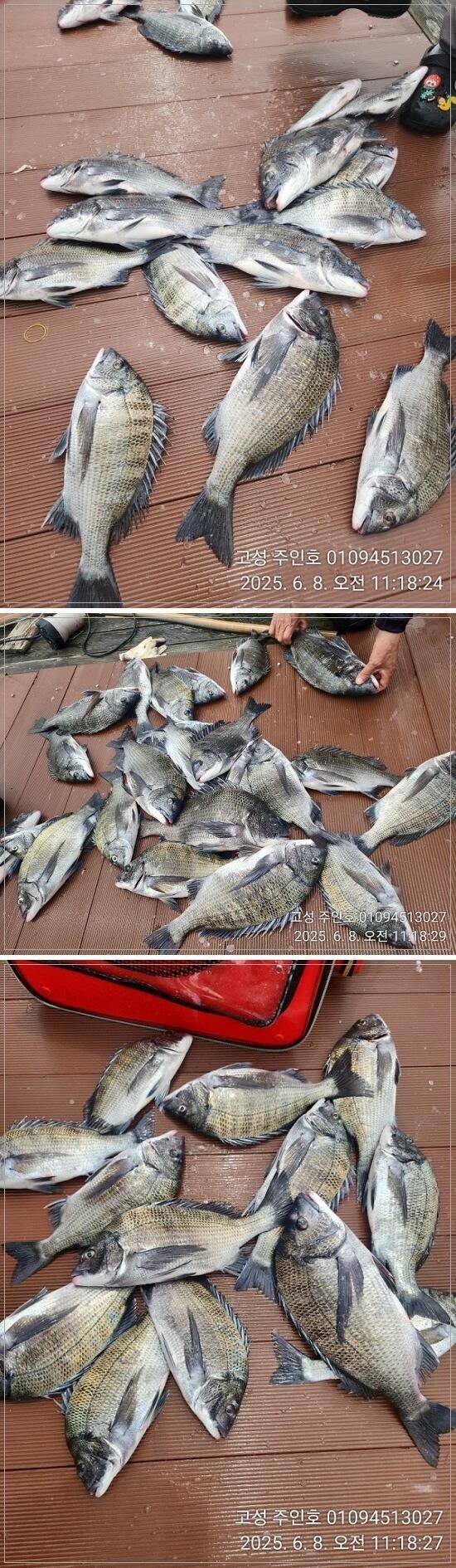 경남고성 주인호씨알 마릿수 대박조황 미친듯이 물어줍니다 (조황조행기 - 바다선상조황)