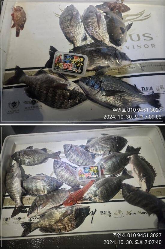 고성 주인호주인호 감성돔 조황입니다 (조황조행기 - 바다선상조황)