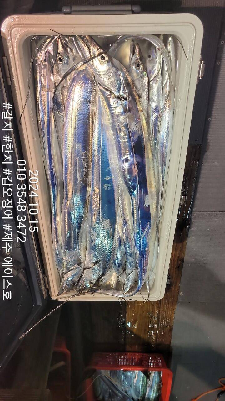 제주에이스호14일대갈치조황입니다문의010 3548 3472010 3860 3472전좌석봉돌투승기장착977톤12석운영 (조황조행기 - 바다선상조황)