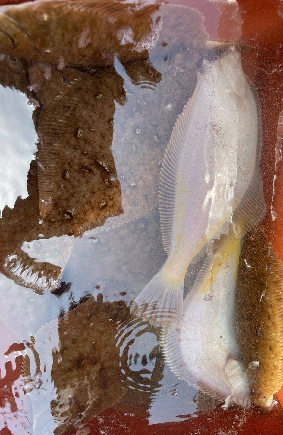 17일오전 왕도리 참가자미 오늘은 섭서부리한 조황 (조황조행기 - 바다선상조황)