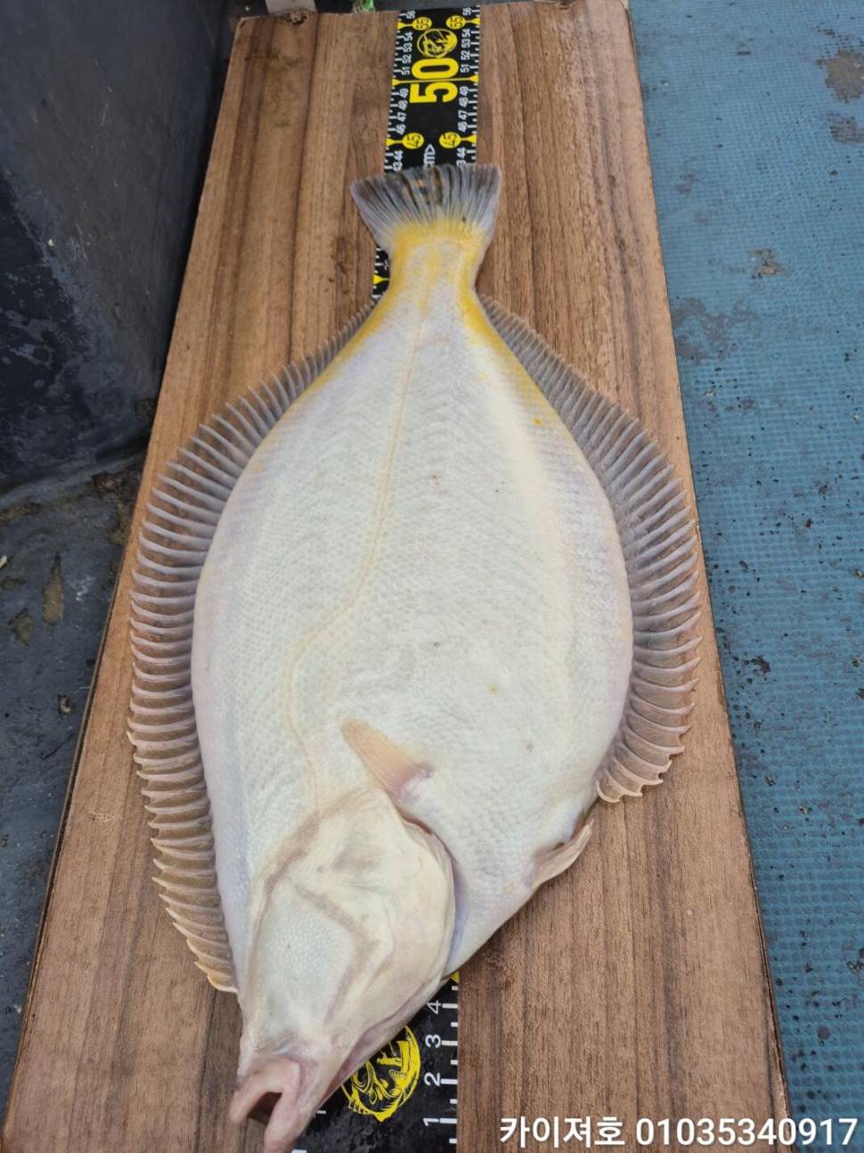 17일오전 왕도리 참가자미 오늘은 섭서부리한 조황 (조황조행기 - 바다선상조황)