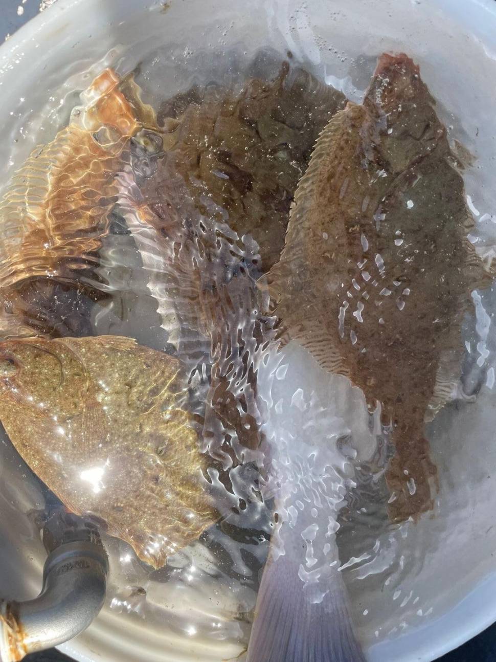 17일오전 왕도리 참가자미 오늘은 섭서부리한 조황 (조황조행기 - 바다선상조황)