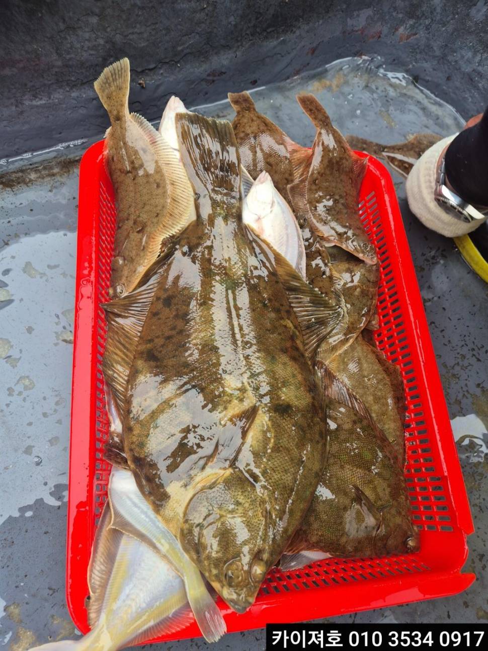 16일 도다리참가자미 조황 (조황조행기 - 바다선상조황)