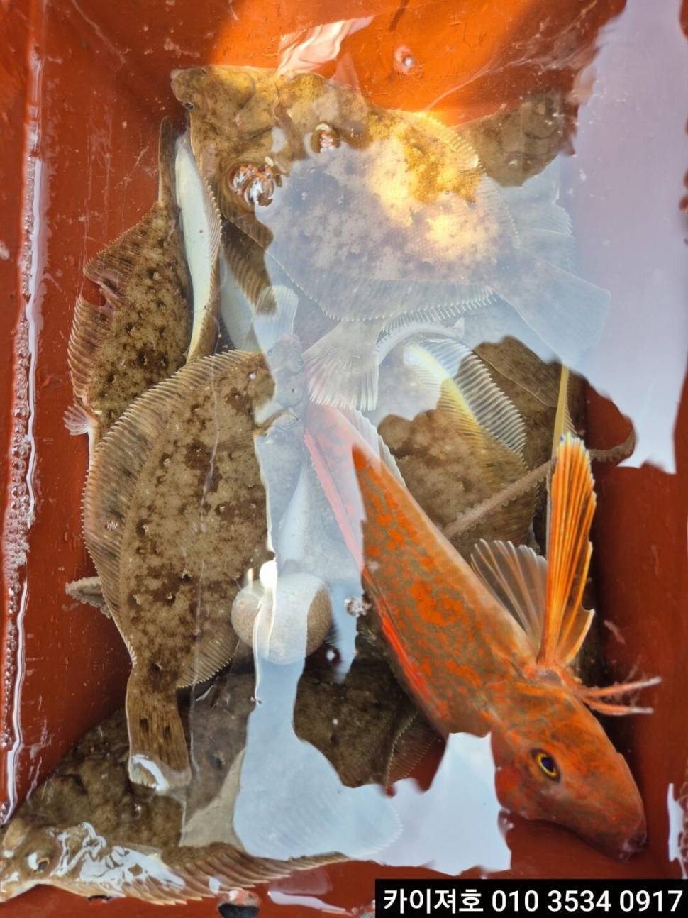 17일 도다리참가자미 조황 (조황조행기 - 바다선상조황)