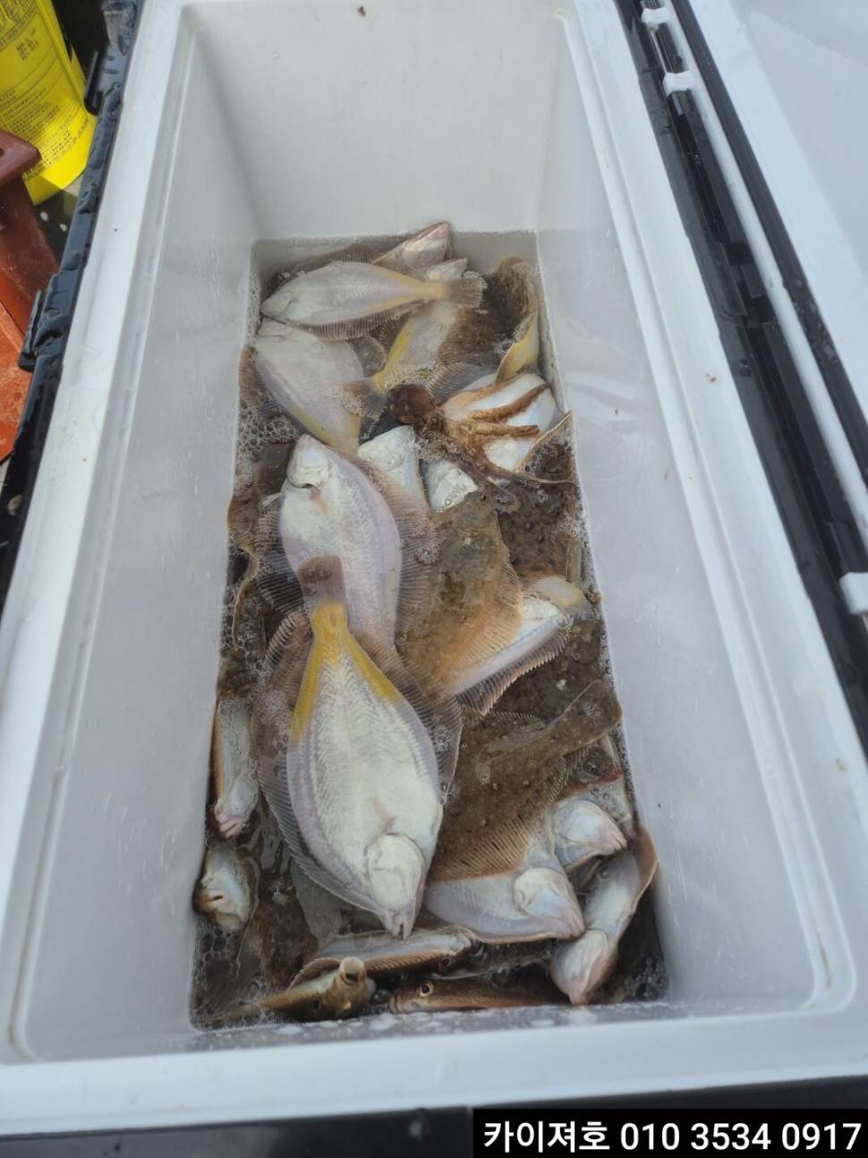 13일오전 왕도다리참가자미 조황 (조황조행기 - 바다선상조황)