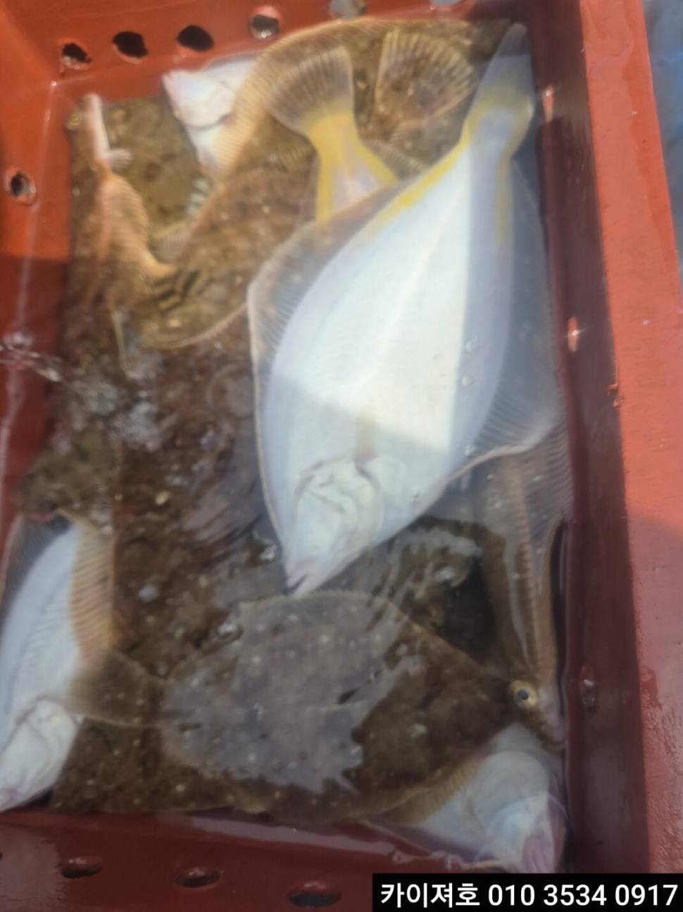 13일오전 왕도다리참가자미 조황 (조황조행기 - 바다선상조황)