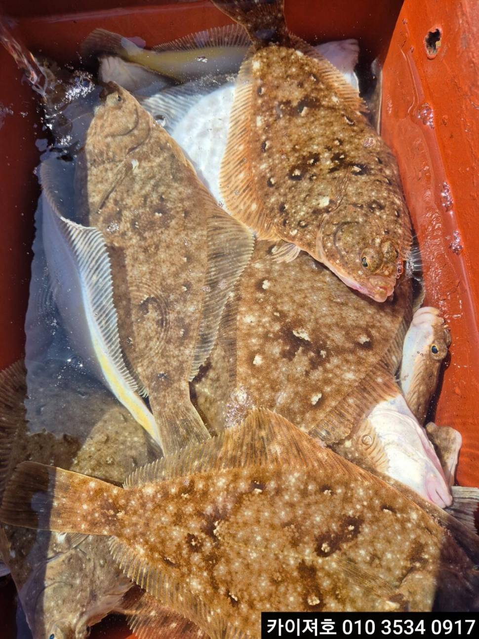 2일 도다리참가자미 조황 (조황조행기 - 바다선상조황)