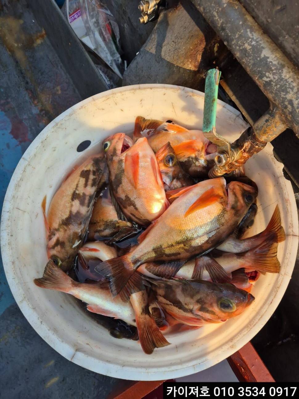 21일오전 왕열기왕볼락 타작 (조황조행기 - 바다선상조황)