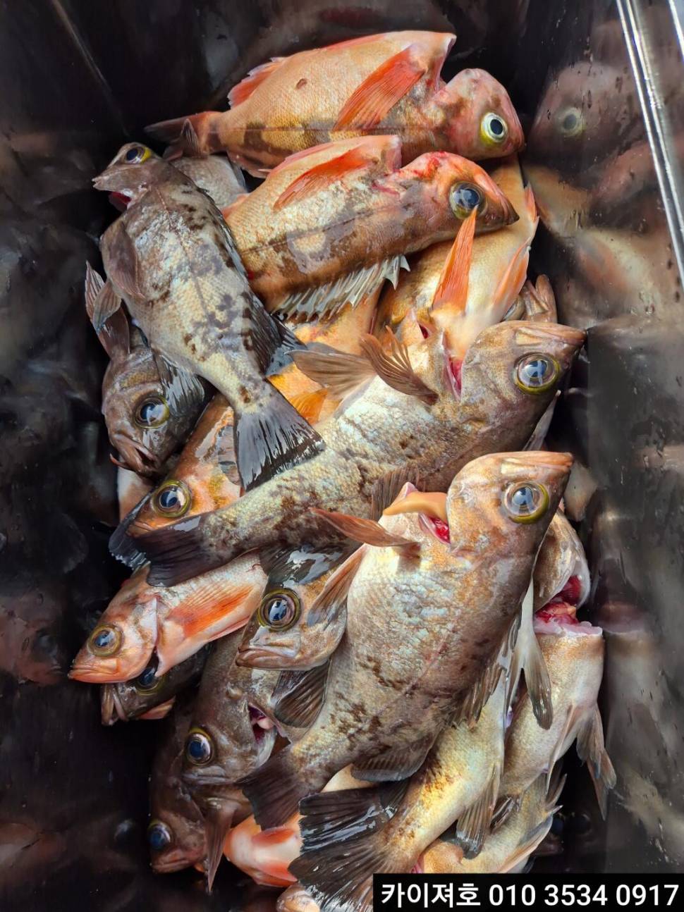 20일 왕볼락 왕열기 줄줄이 쿨러 (조황조행기 - 바다선상조황)
