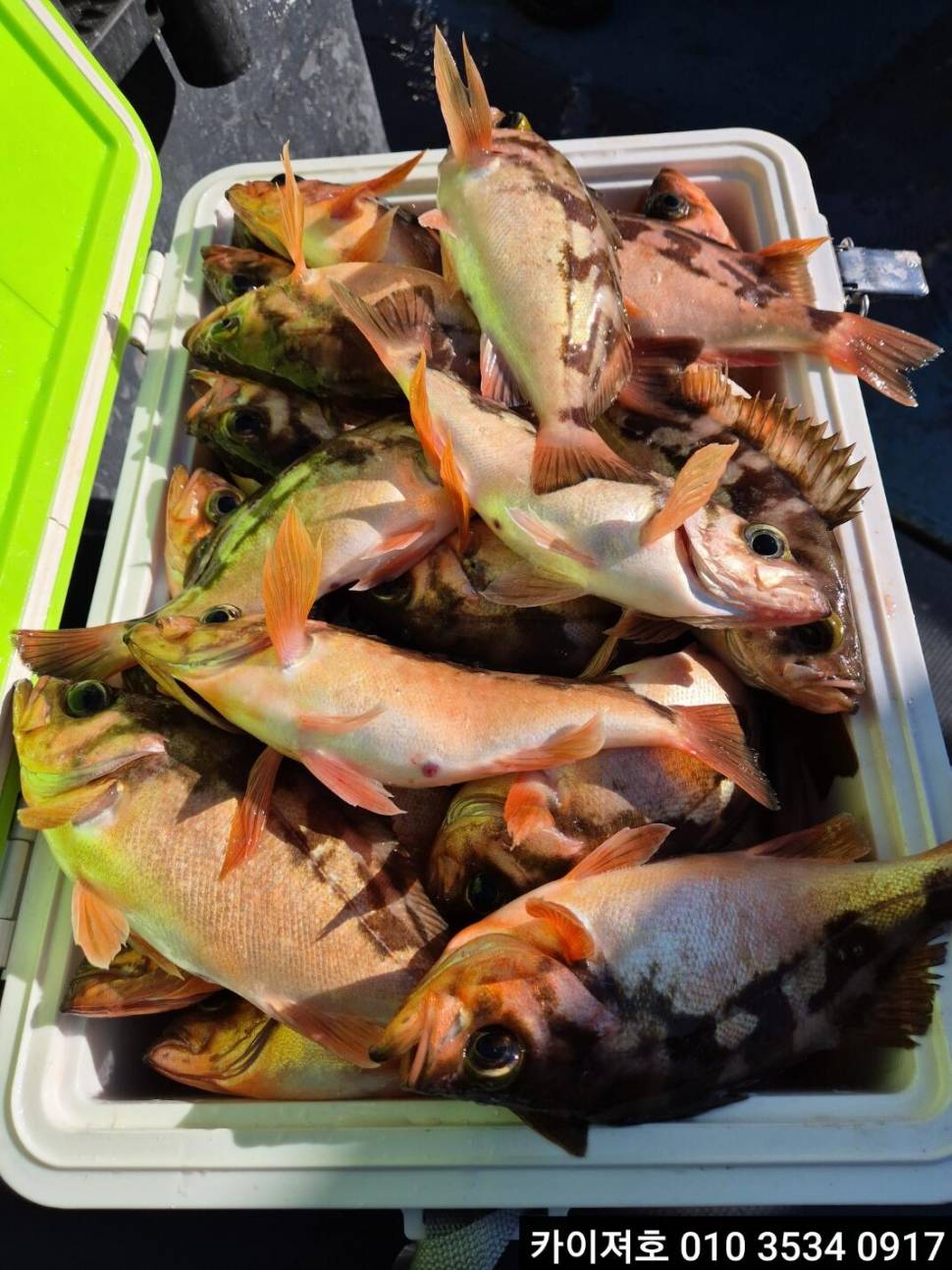 24일쿨러 넘침 왕볼락왕열기 타작 (조황조행기 - 바다선상조황)