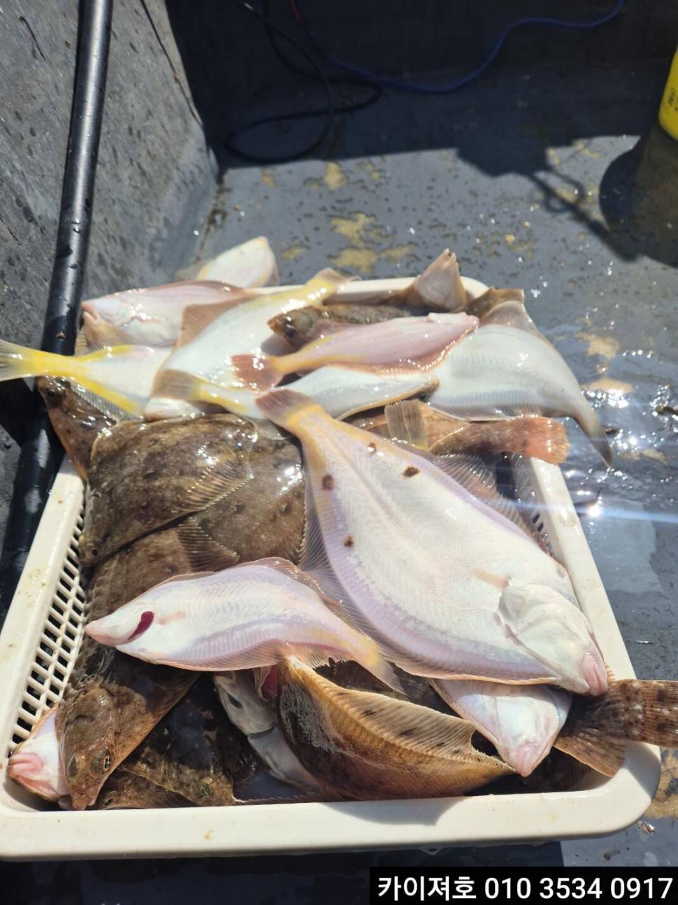 11일오전 왕왕 도다리 문어 참가자미 조황 (조황조행기 - 바다선상조황)