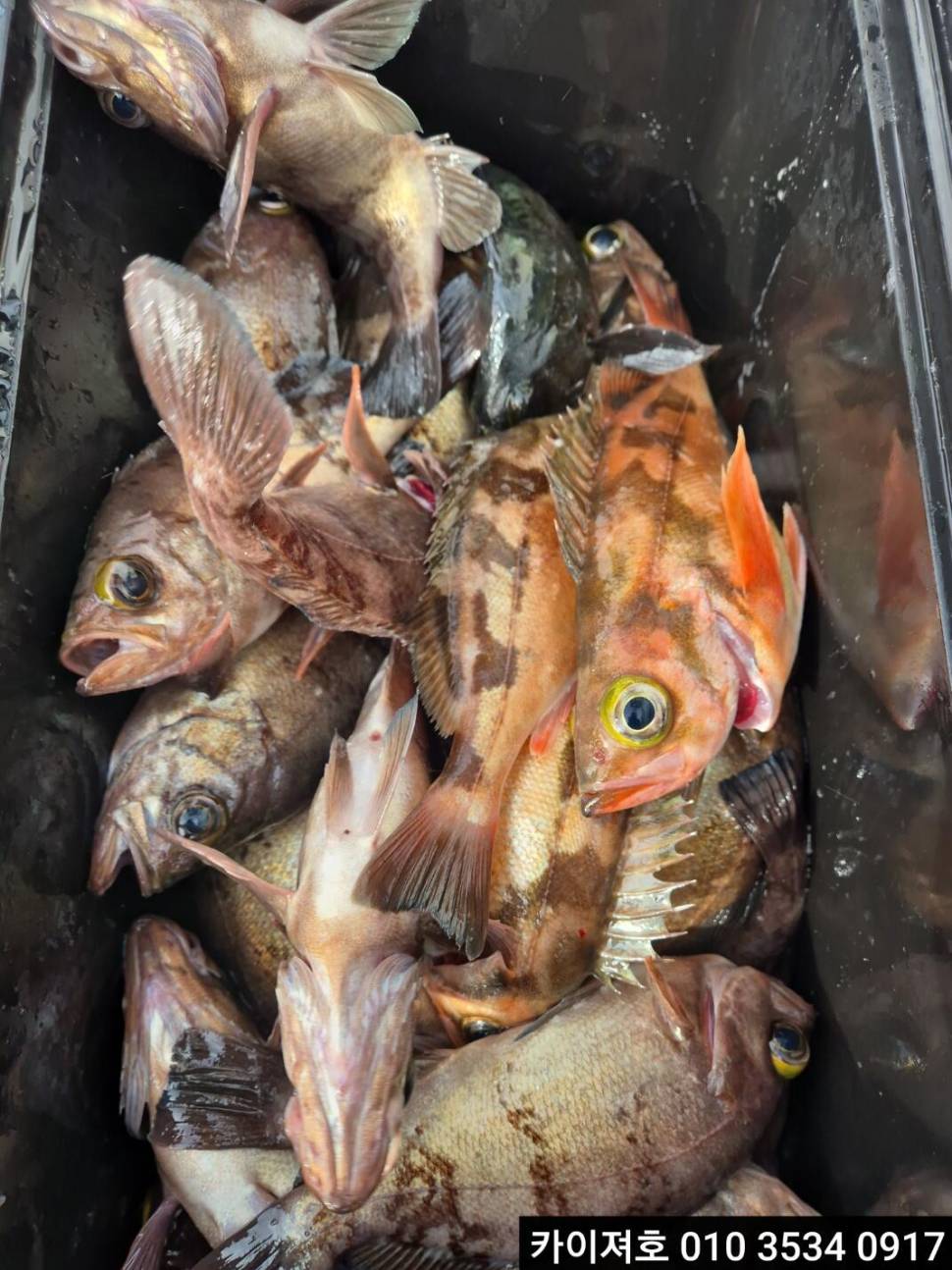 20일 왕볼락 왕열기 줄줄이 쿨러 (조황조행기 - 바다선상조황)