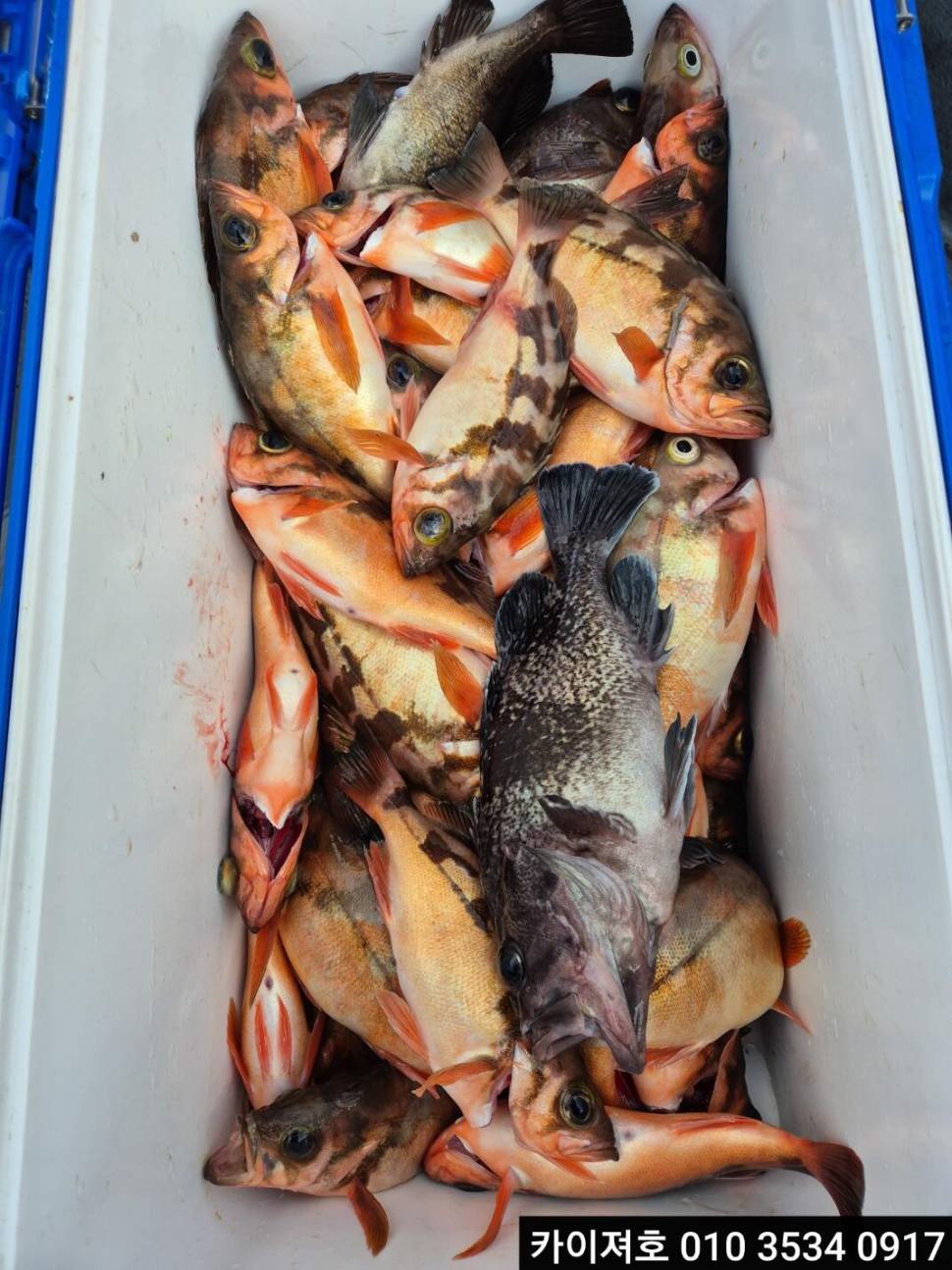 21일오전 왕열기왕볼락 타작 (조황조행기 - 바다선상조황)