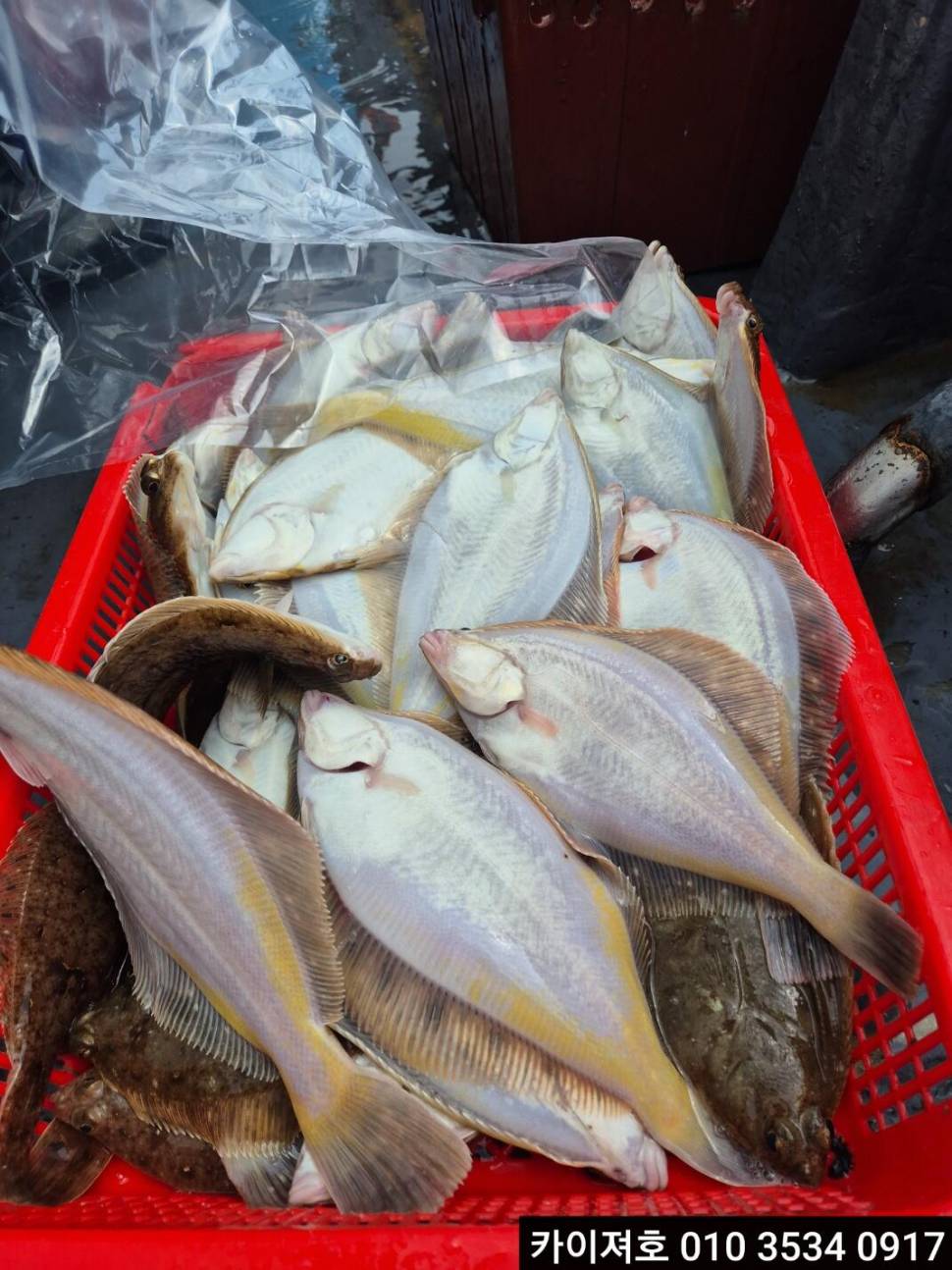10일 오전 도다리참가자미 타작이예요 (조황조행기 - 바다선상조황)