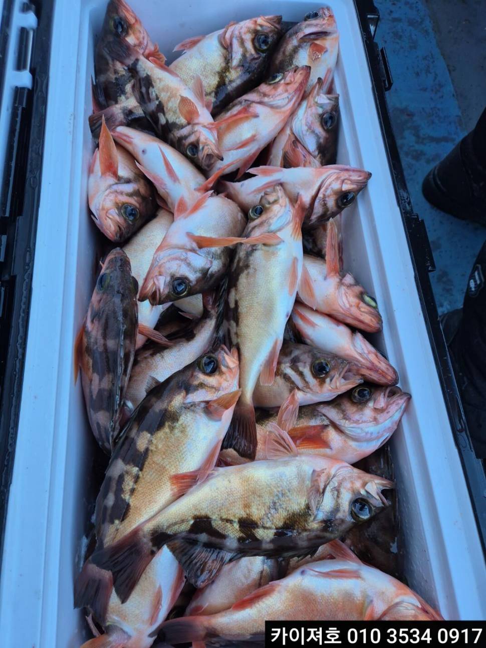 24일쿨러 넘침 왕볼락왕열기 타작 (조황조행기 - 바다선상조황)