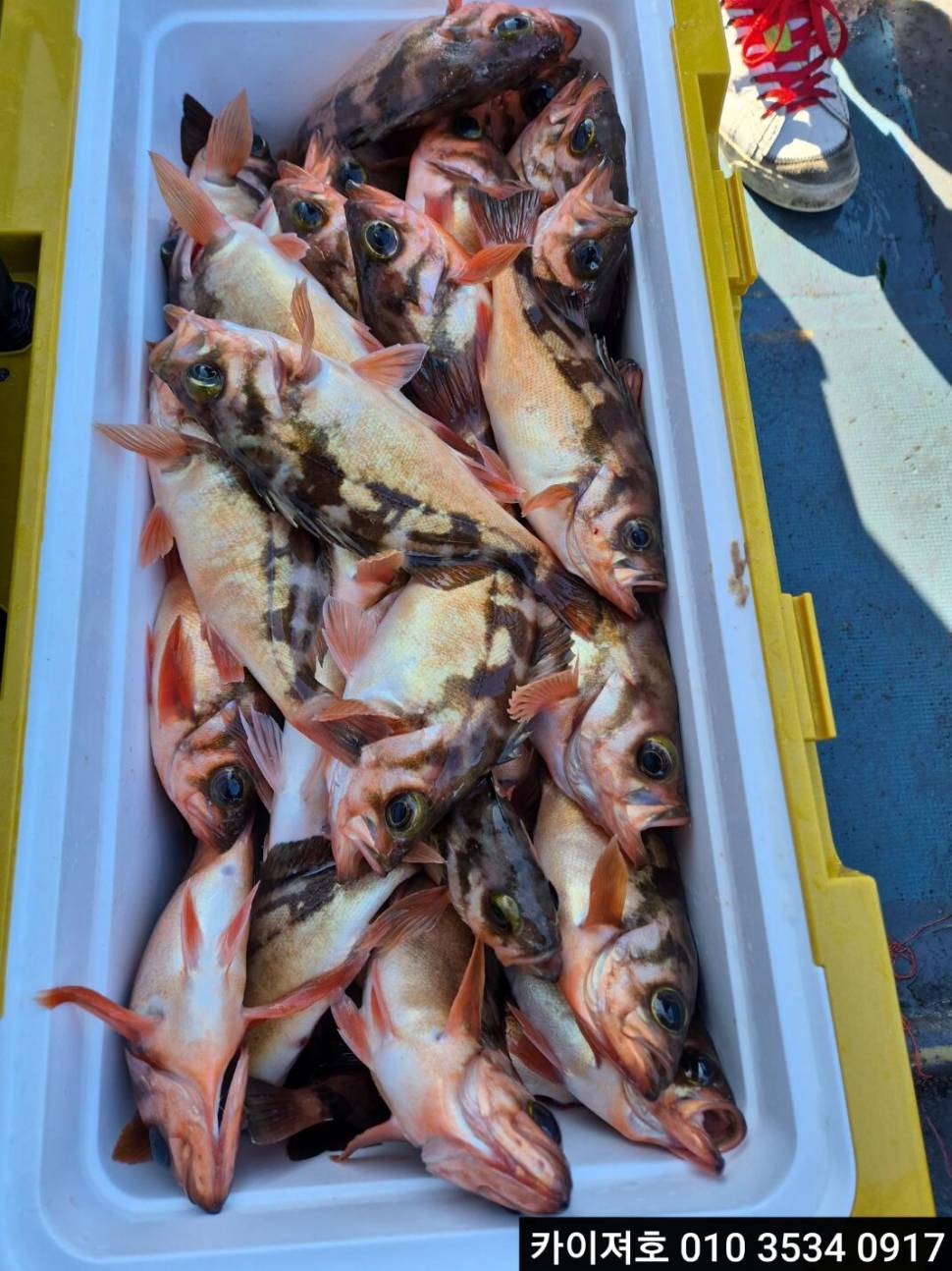 24일쿨러 넘침 왕볼락왕열기 타작 (조황조행기 - 바다선상조황)
