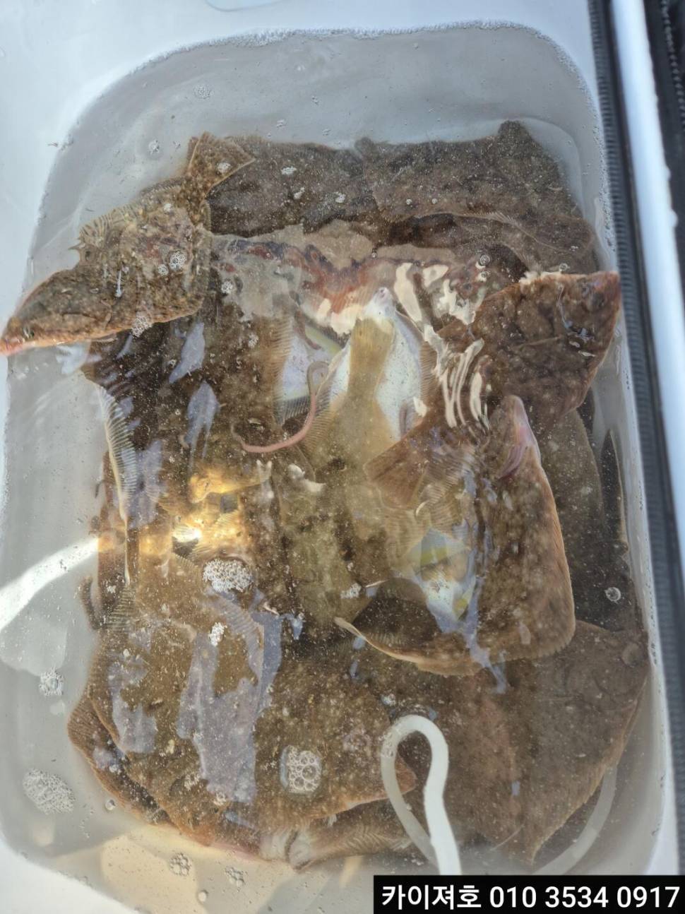 12일오전 도다리참가자미 조황 (조황조행기 - 바다선상조황)