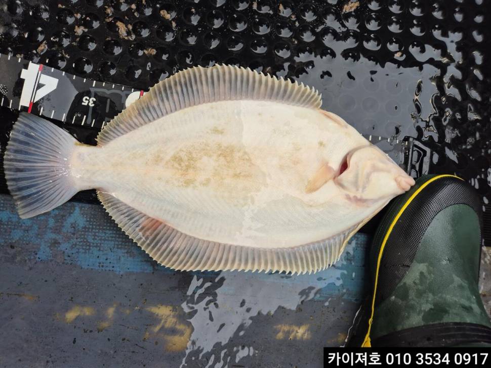 18일오전 도다리참가자미 조황 (조황조행기 - 바다선상조황)