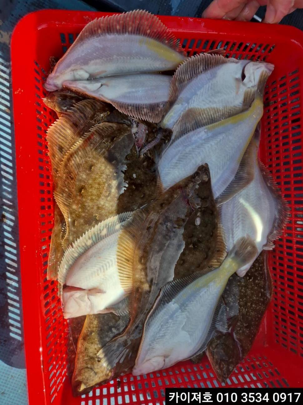 12일오전 도다리참가자미 조황 (조황조행기 - 바다선상조황)