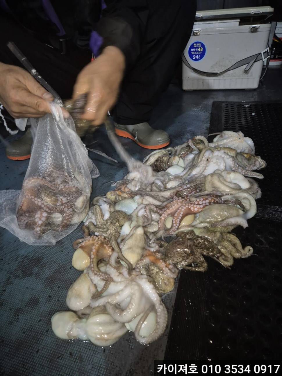 15일야간 돌문어도 타작 이네요 (조황조행기 - 바다선상조황)