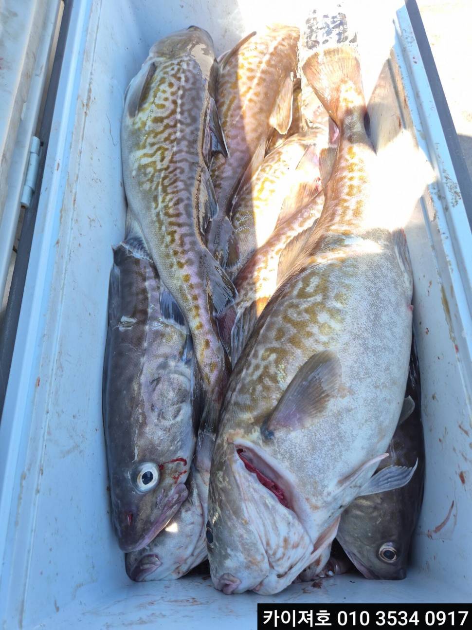 23일왕대구 조황 (조황조행기 - 바다선상조황)