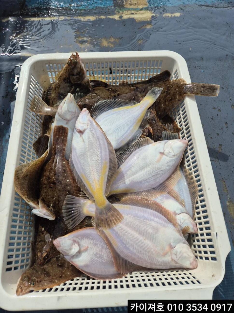 13일오전 왕도다리참가자미 조황 (조황조행기 - 바다선상조황)