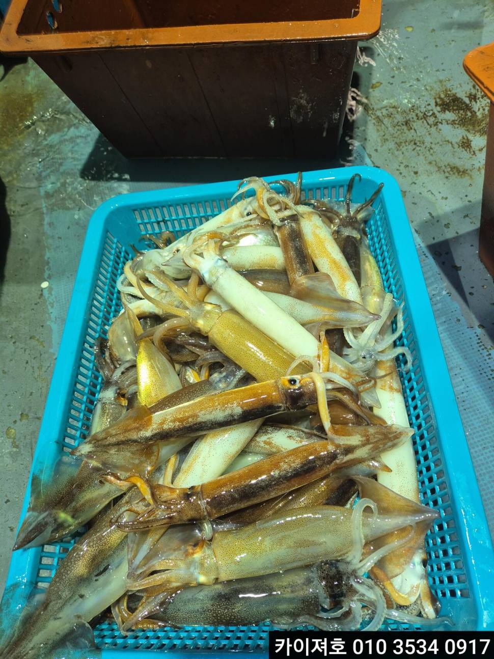 22일오징어 조황 (조황조행기 - 바다선상조황)