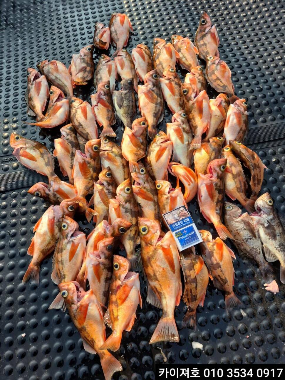21일오전 왕열기왕볼락 타작 (조황조행기 - 바다선상조황)