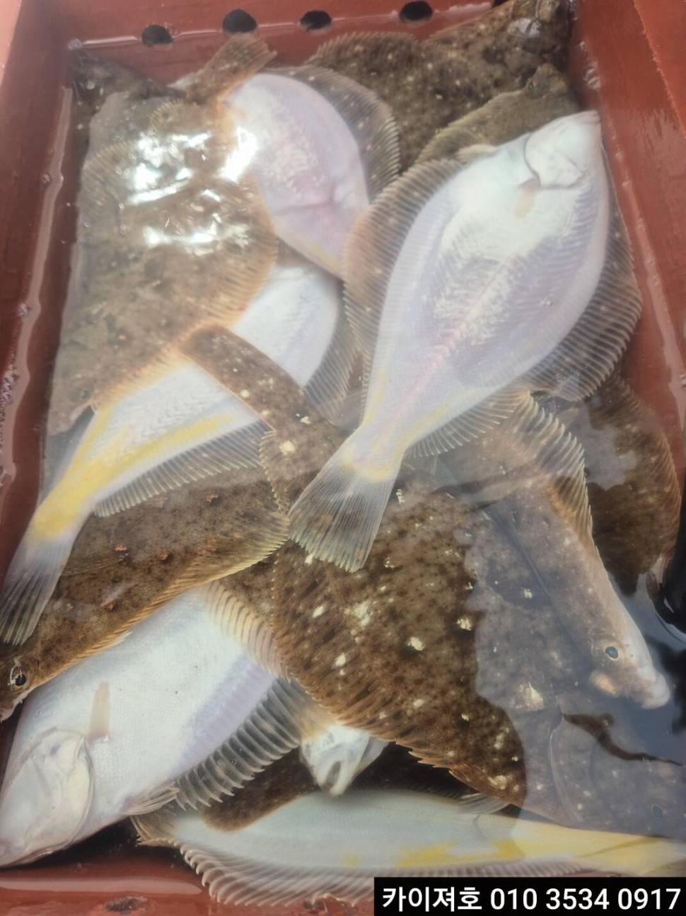 13일오전 왕도다리참가자미 조황 (조황조행기 - 바다선상조황)