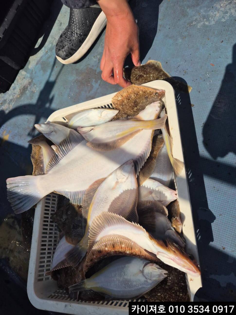 11일오전 왕왕 도다리 문어 참가자미 조황 (조황조행기 - 바다선상조황)