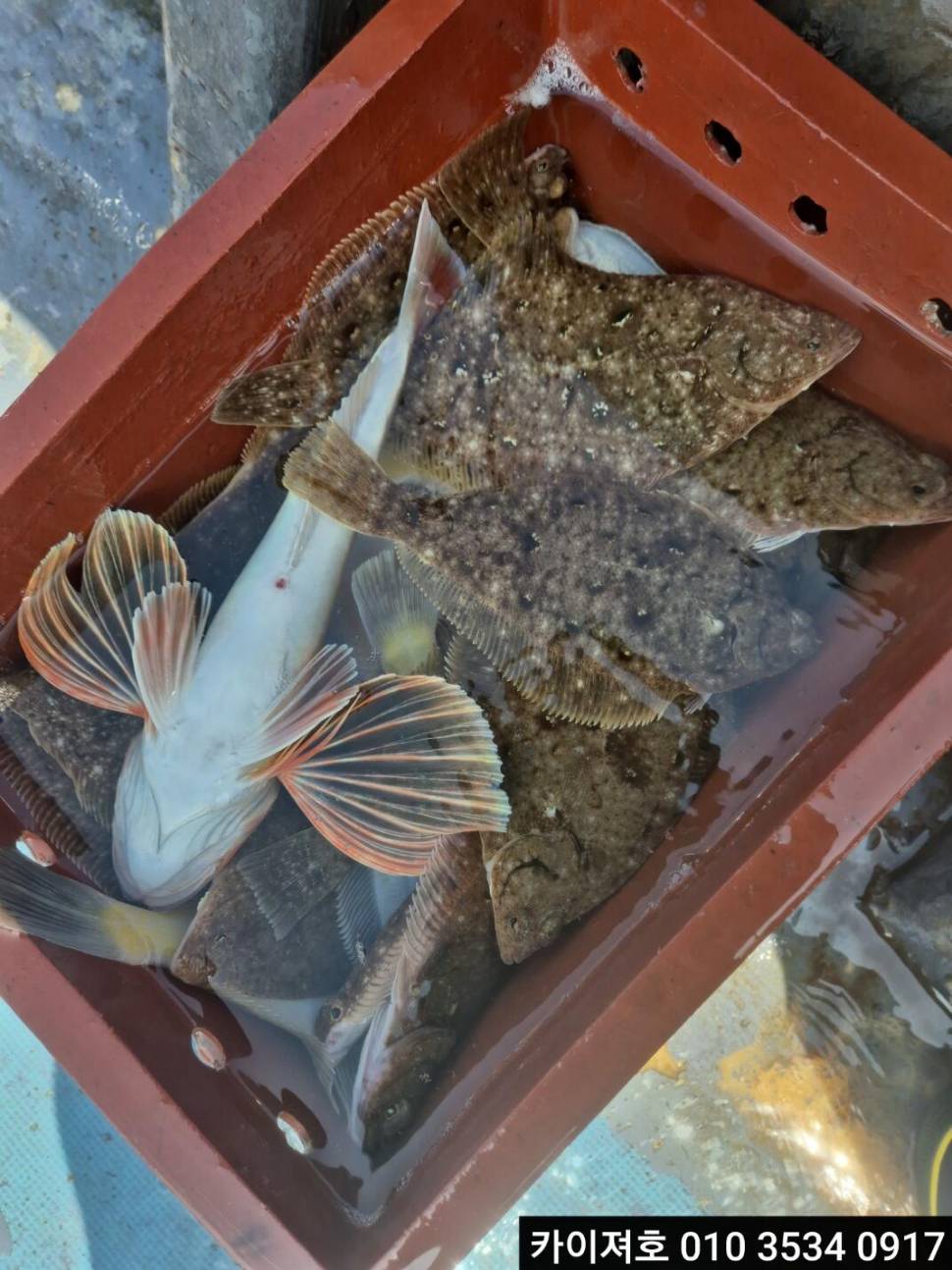 12일오전 도다리참가자미 조황 (조황조행기 - 바다선상조황)