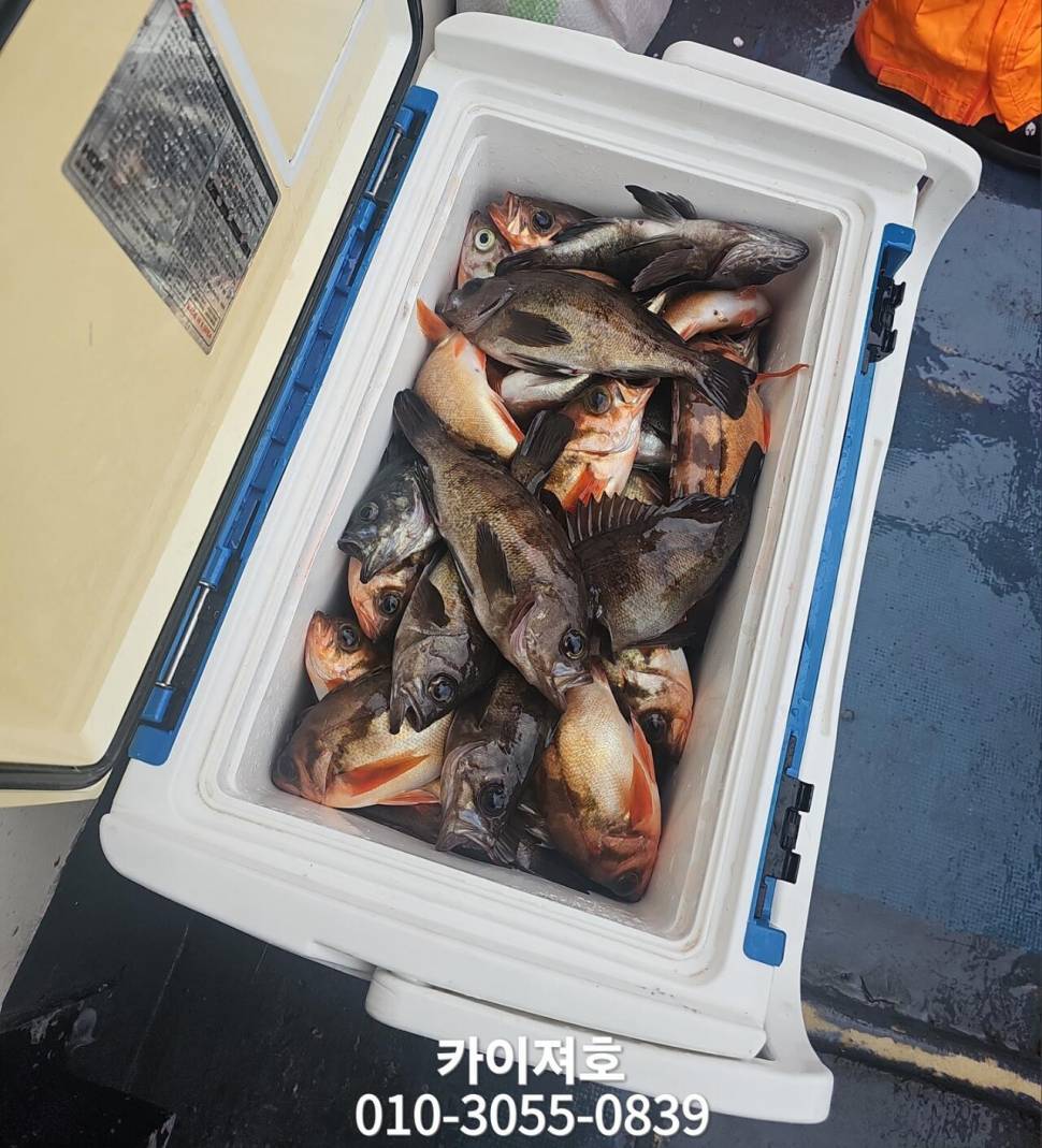 1일 볼락열기 조황 (조황조행기 - 바다선상조황)