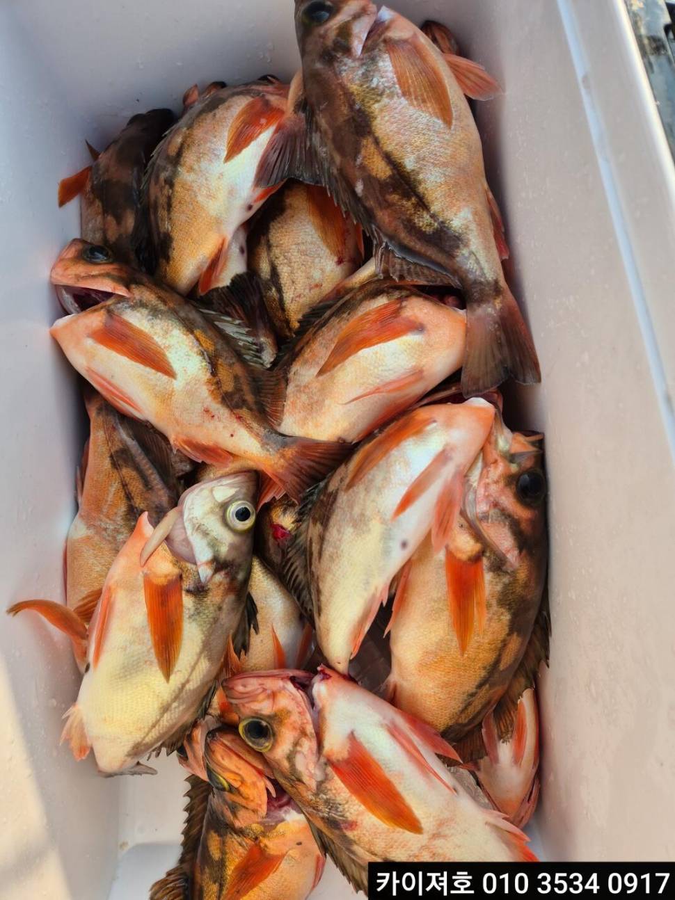 21일오전 왕열기왕볼락 타작 (조황조행기 - 바다선상조황)