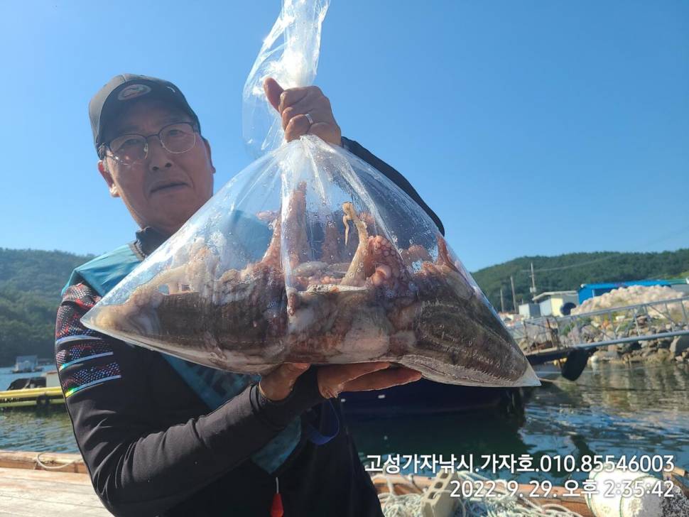 돌문어 무겁다 무거워 (조황조행기 - 바다선상조황)