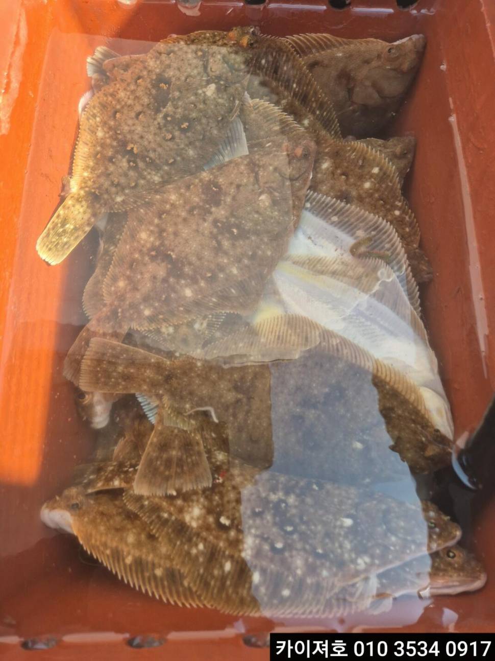 12일오전 도다리참가자미 조황 (조황조행기 - 바다선상조황)