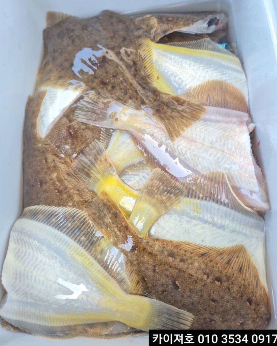5일 도다리참가자미 조황 (조황조행기 - 바다선상조황)