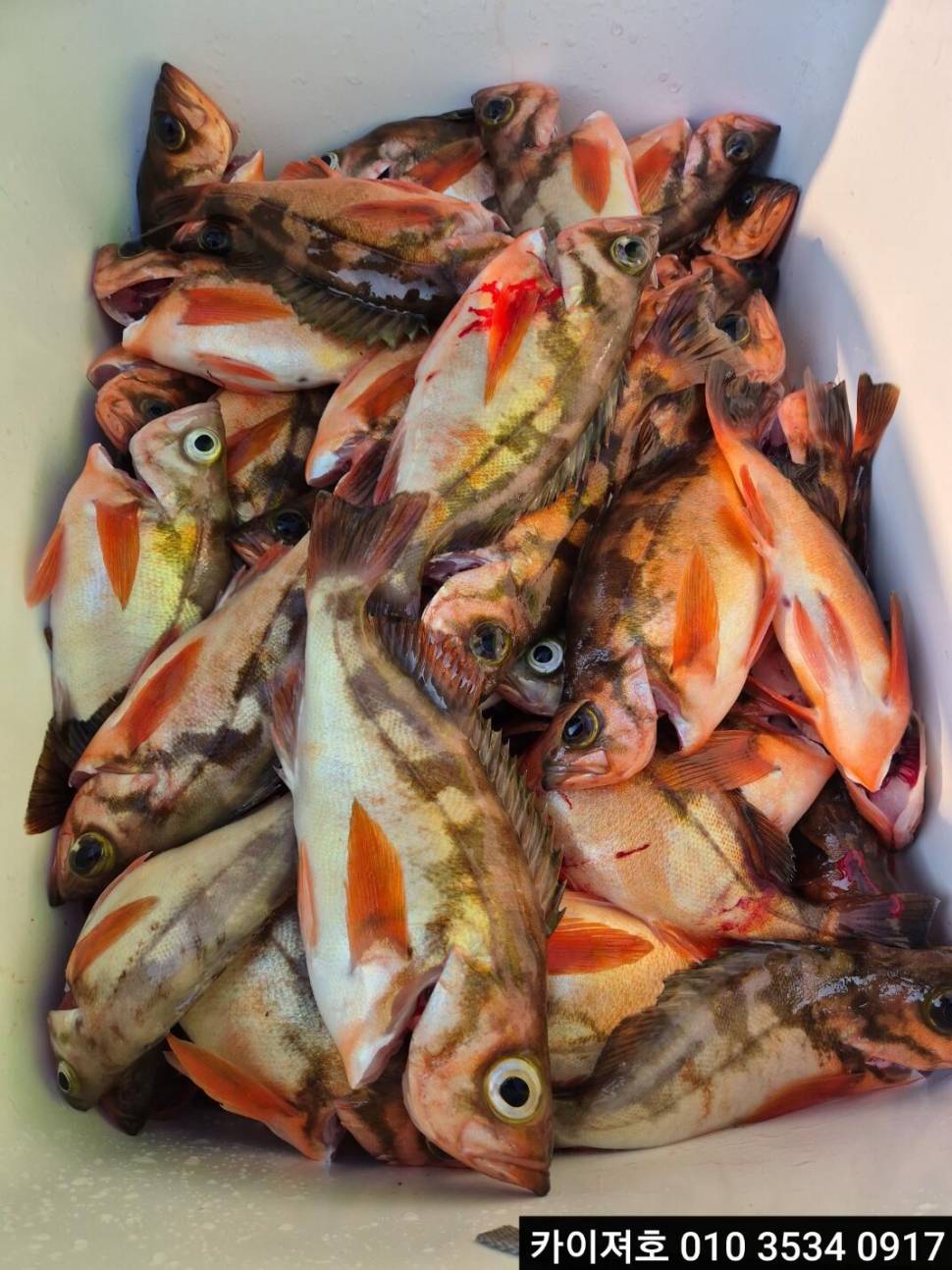 21일오전 왕열기왕볼락 타작 (조황조행기 - 바다선상조황)
