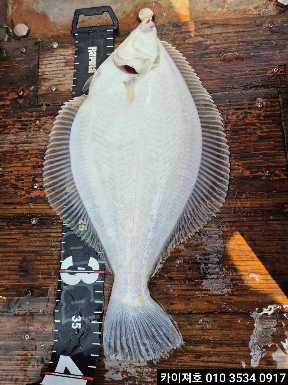 12일오전 도다리 참가자미 조황 (조황조행기 - 바다선상조황)