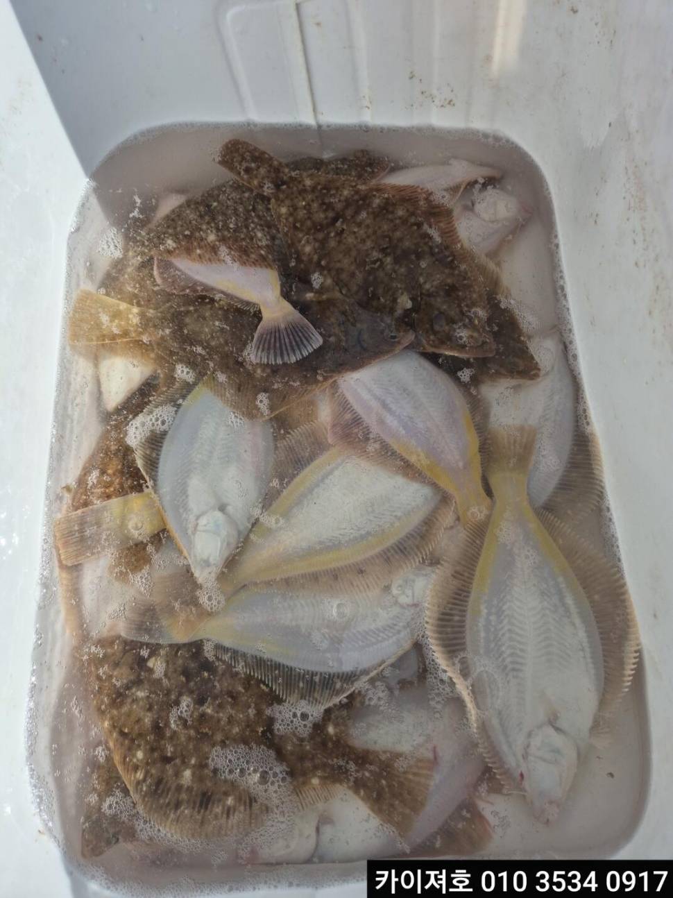 12일오전 도다리참가자미 조황 (조황조행기 - 바다선상조황)