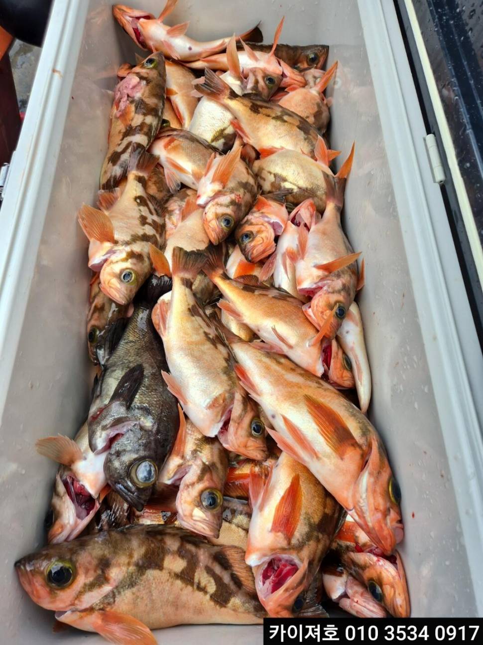 25일어마어마 합니다 우와왕열기왕볼락타작 (조황조행기 - 바다선상조황)