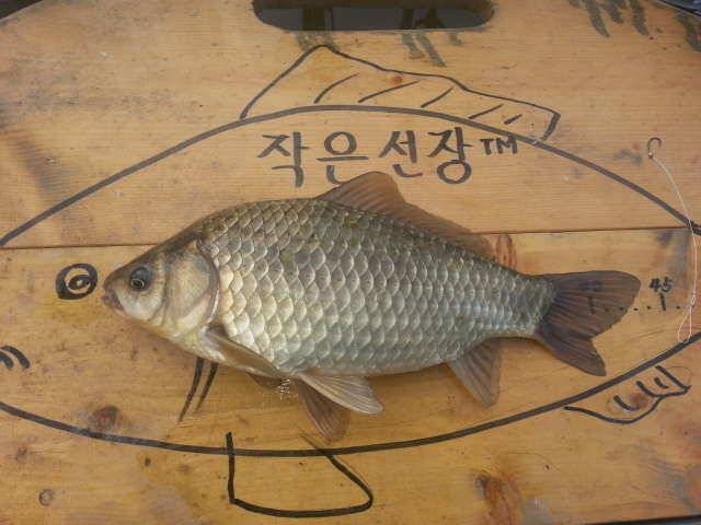 죽향 라텍스찌 사용기 (사용기강좌 - 사용기)