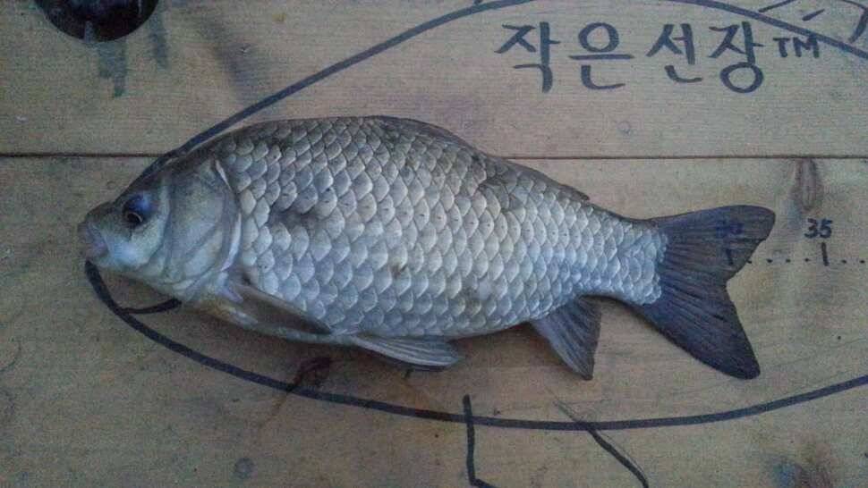 죽향 라텍스찌 (사용기강좌 - 사용기)