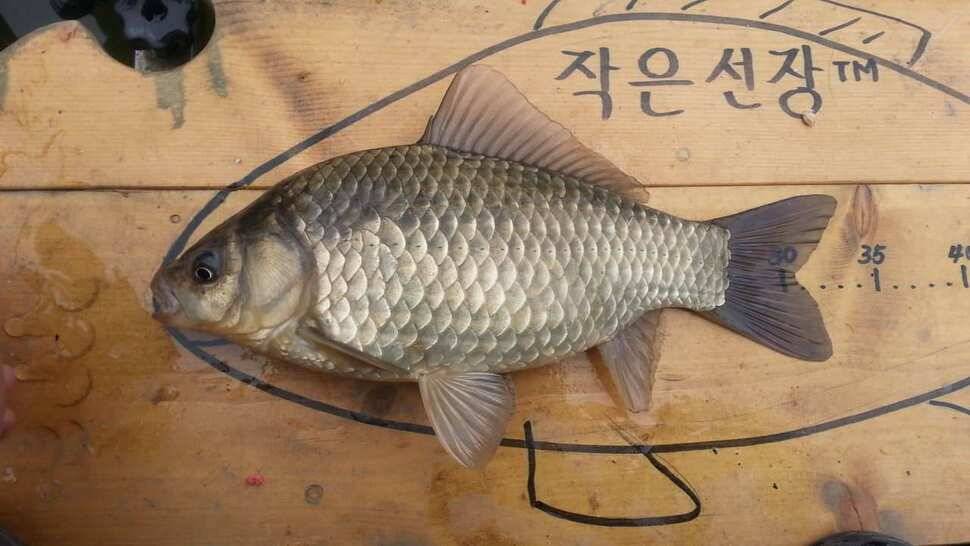 죽향 라텍스찌 (사용기강좌 - 사용기)